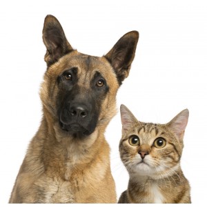 Hunde und Katzen Rationsüberprüfung/-anpassung